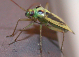 Stenotus binotatus